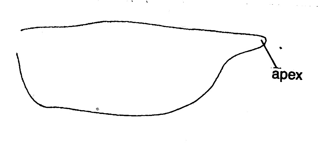 Hindwing of gelechiid moth with termen of hindwing strongly sinuate beneath the tapered apex.